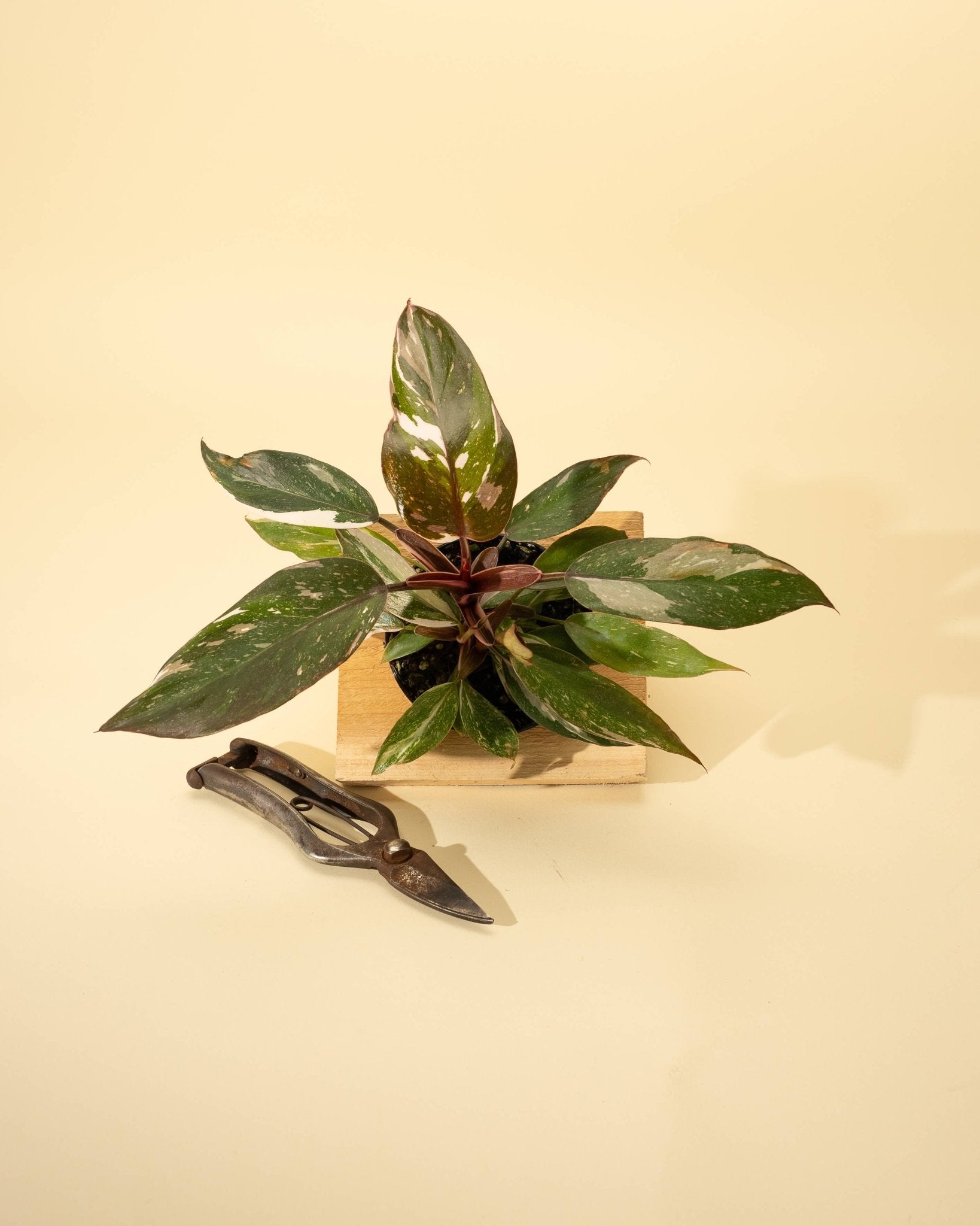 Philodendron 'Red Anderson' AKA "Pink Knight" - The Plant Lady SF