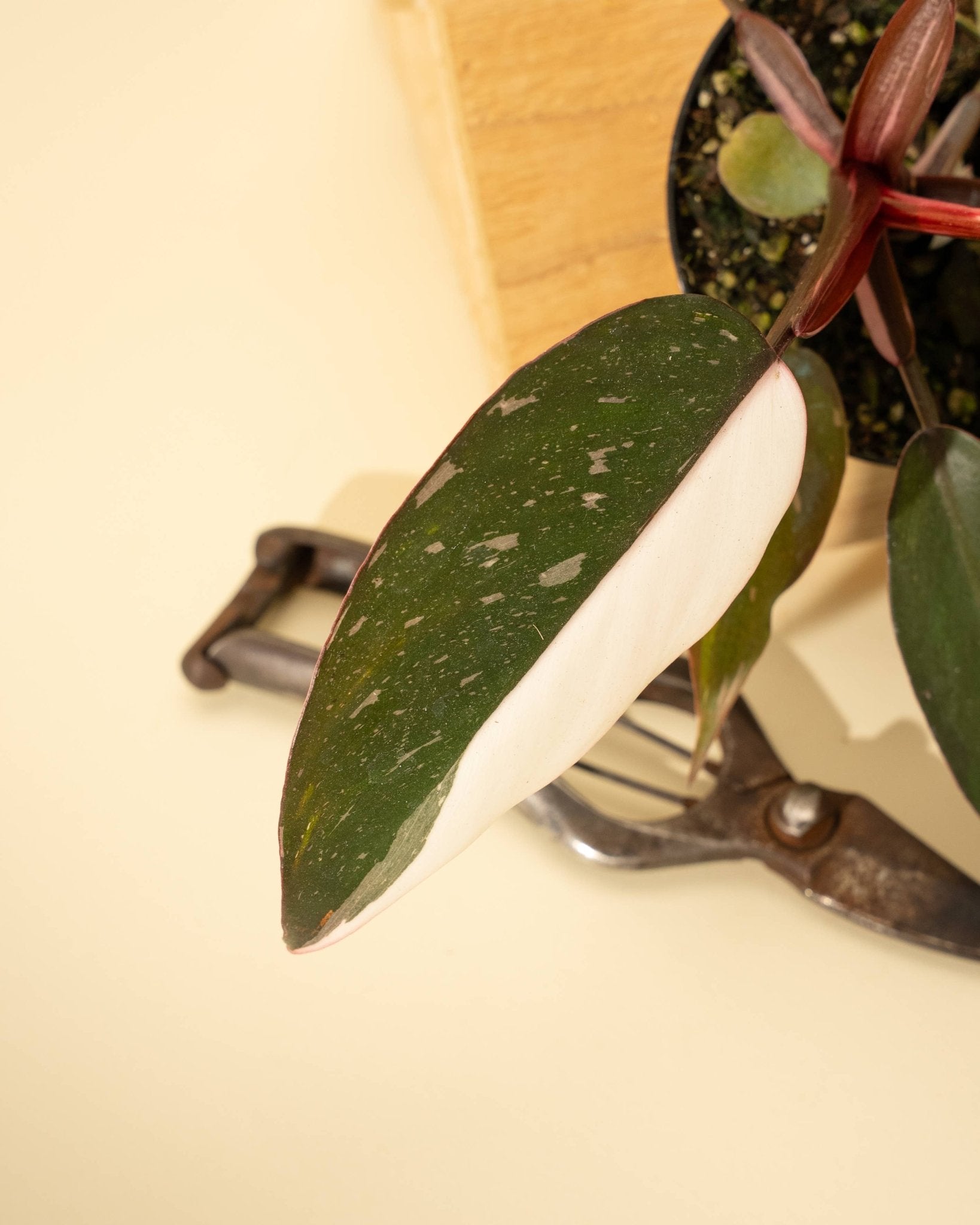 Philodendron 'Red Anderson' AKA "Pink Knight" - The Plant Lady SF