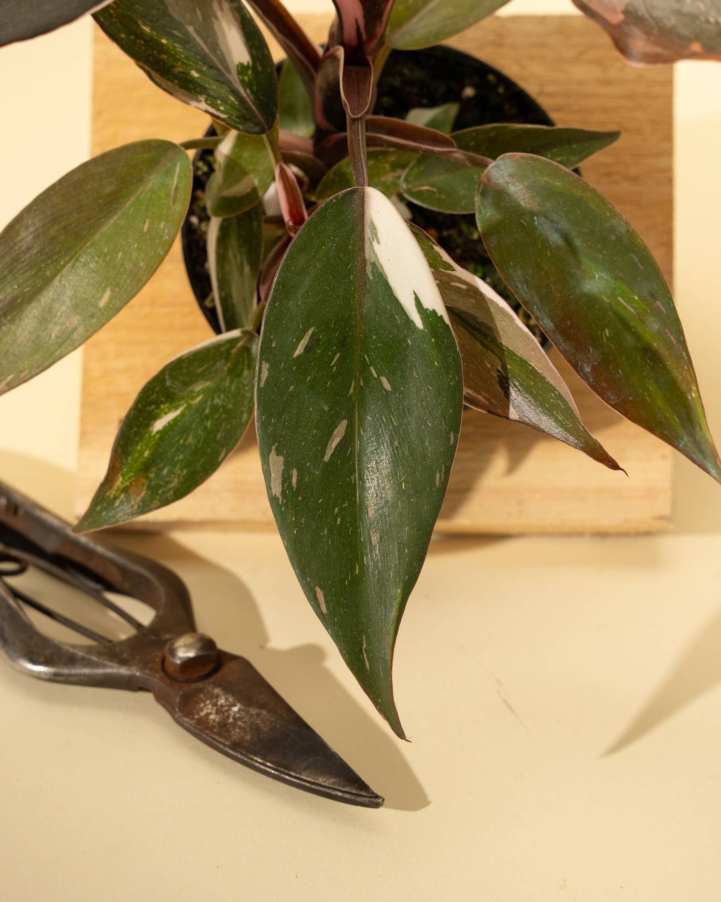 Philodendron 'Red Anderson' AKA "Pink Knight" - The Plant Lady SF