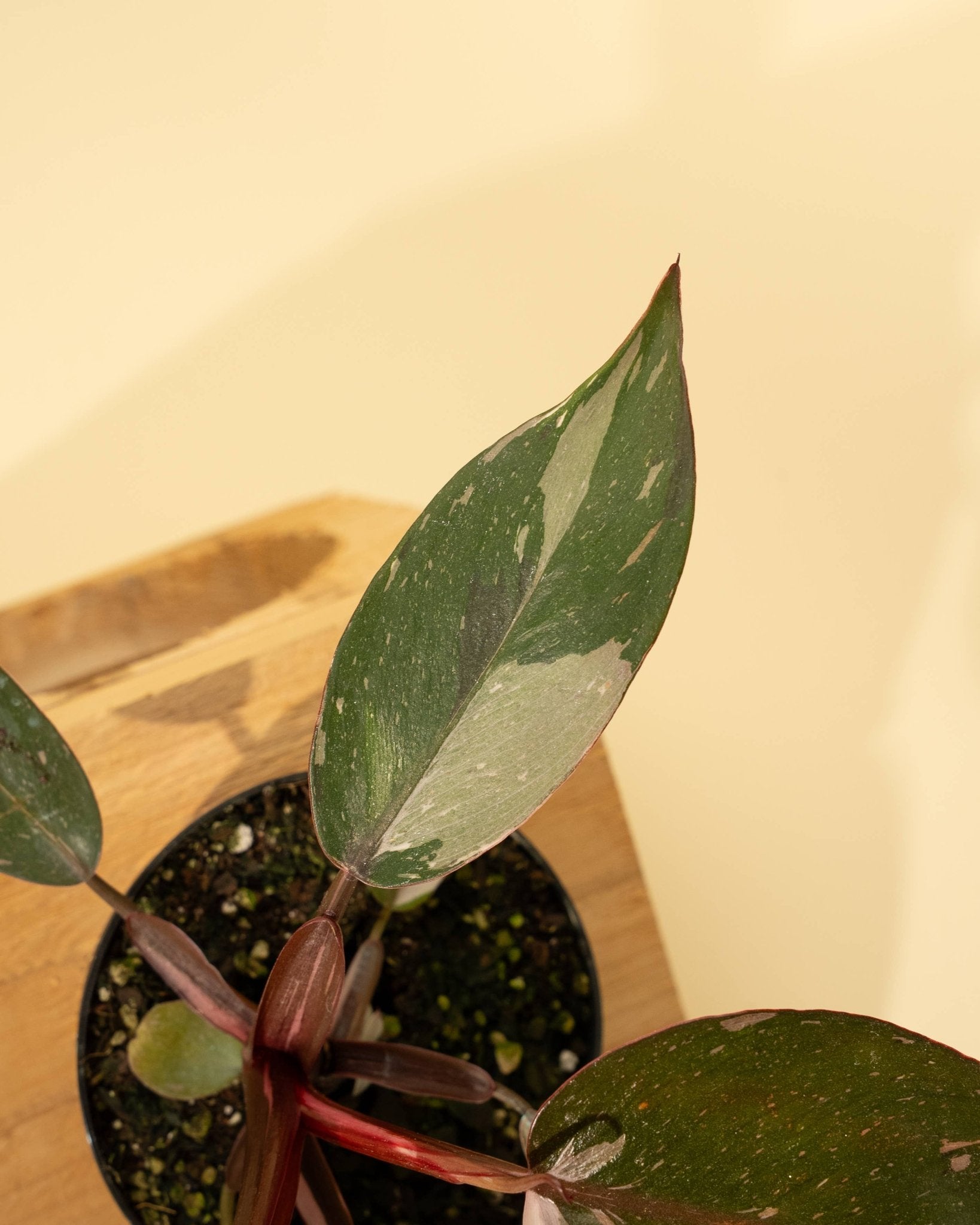 Philodendron 'Red Anderson' AKA "Pink Knight" - The Plant Lady SF