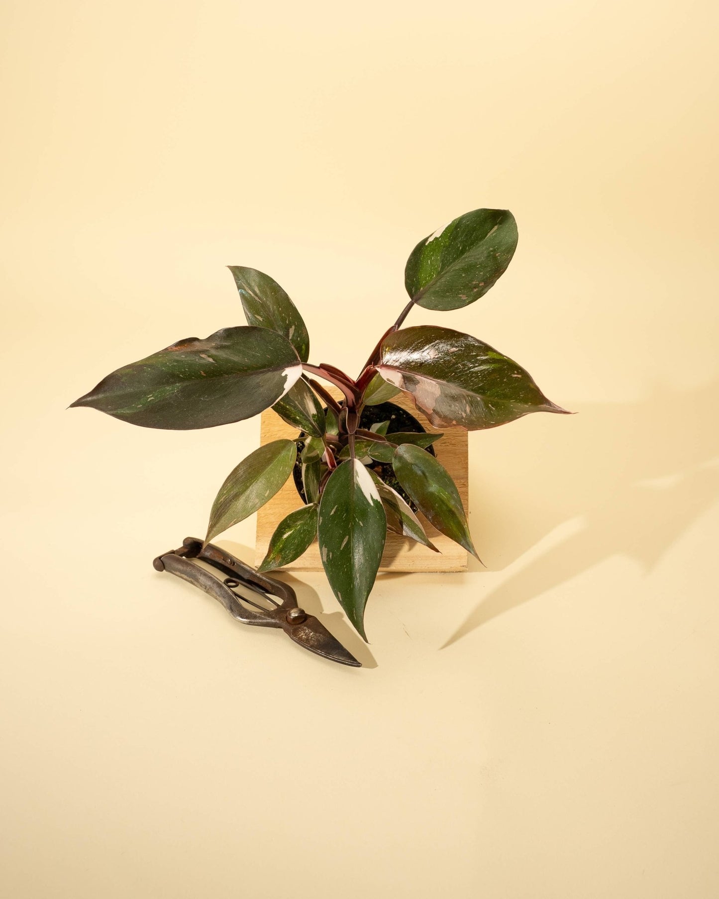 Philodendron 'Red Anderson' AKA "Pink Knight" - The Plant Lady SF