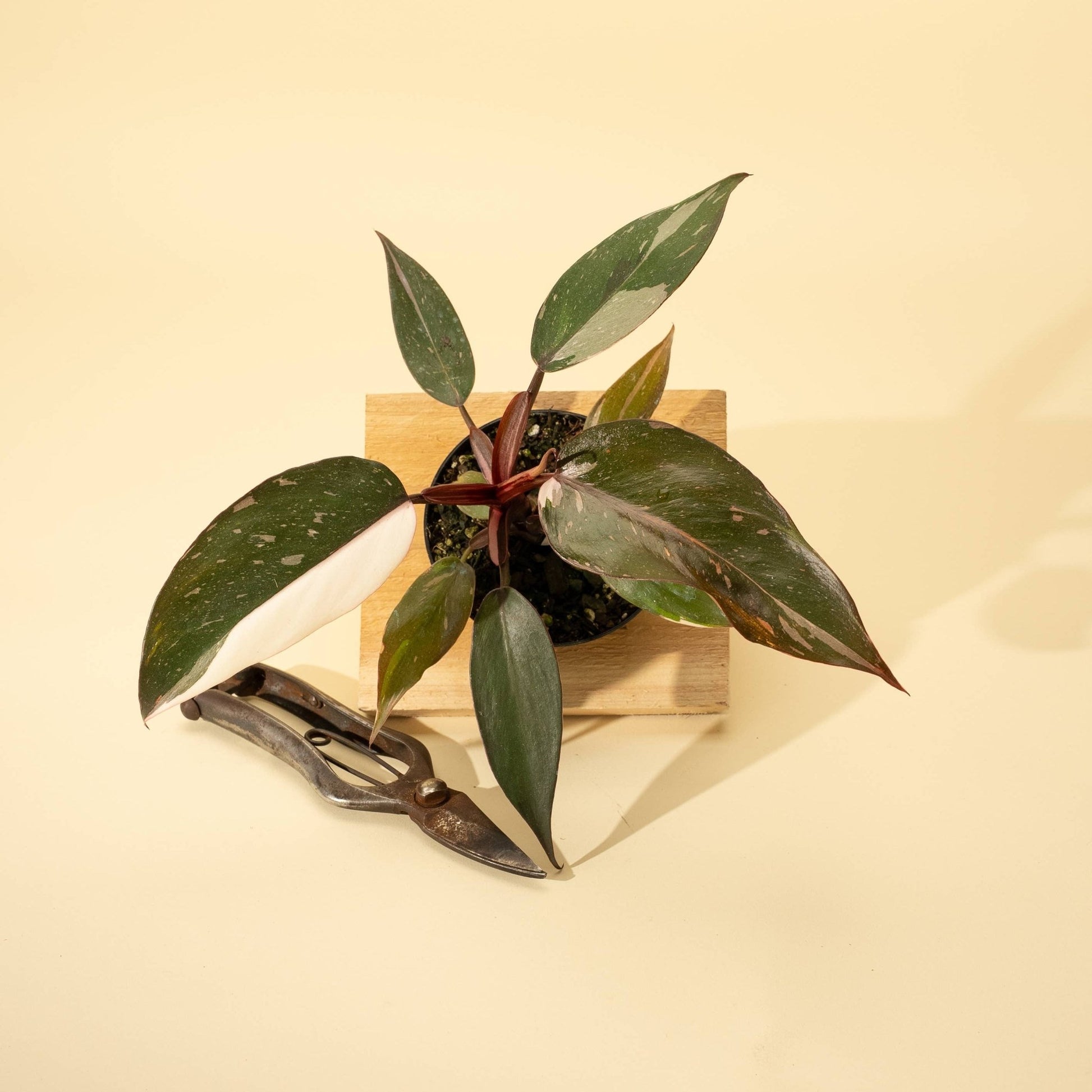 Philodendron 'Red Anderson' AKA "Pink Knight" - The Plant Lady SF