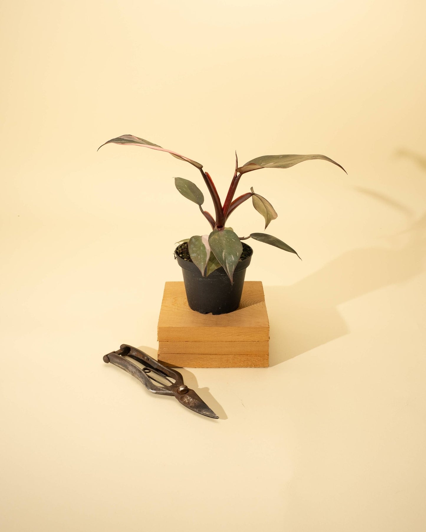 Philodendron 'Red Anderson' AKA "Pink Knight" - The Plant Lady SF