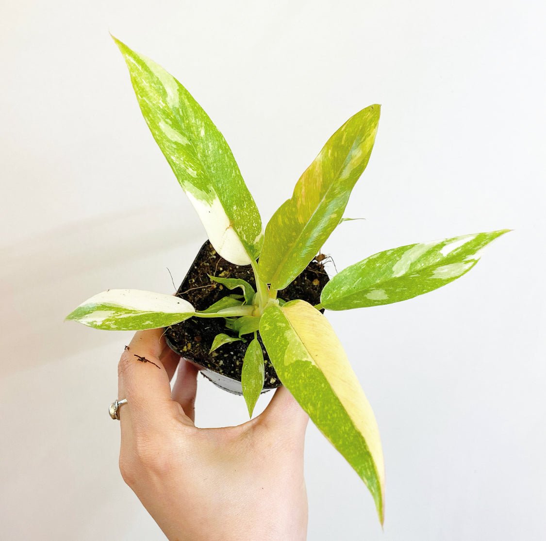 Philodendron 'Ring of Fire' - The Plant Lady SF