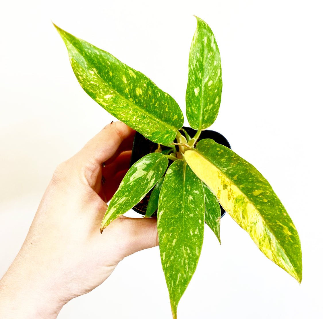 Philodendron 'Ring of Fire' - The Plant Lady SF