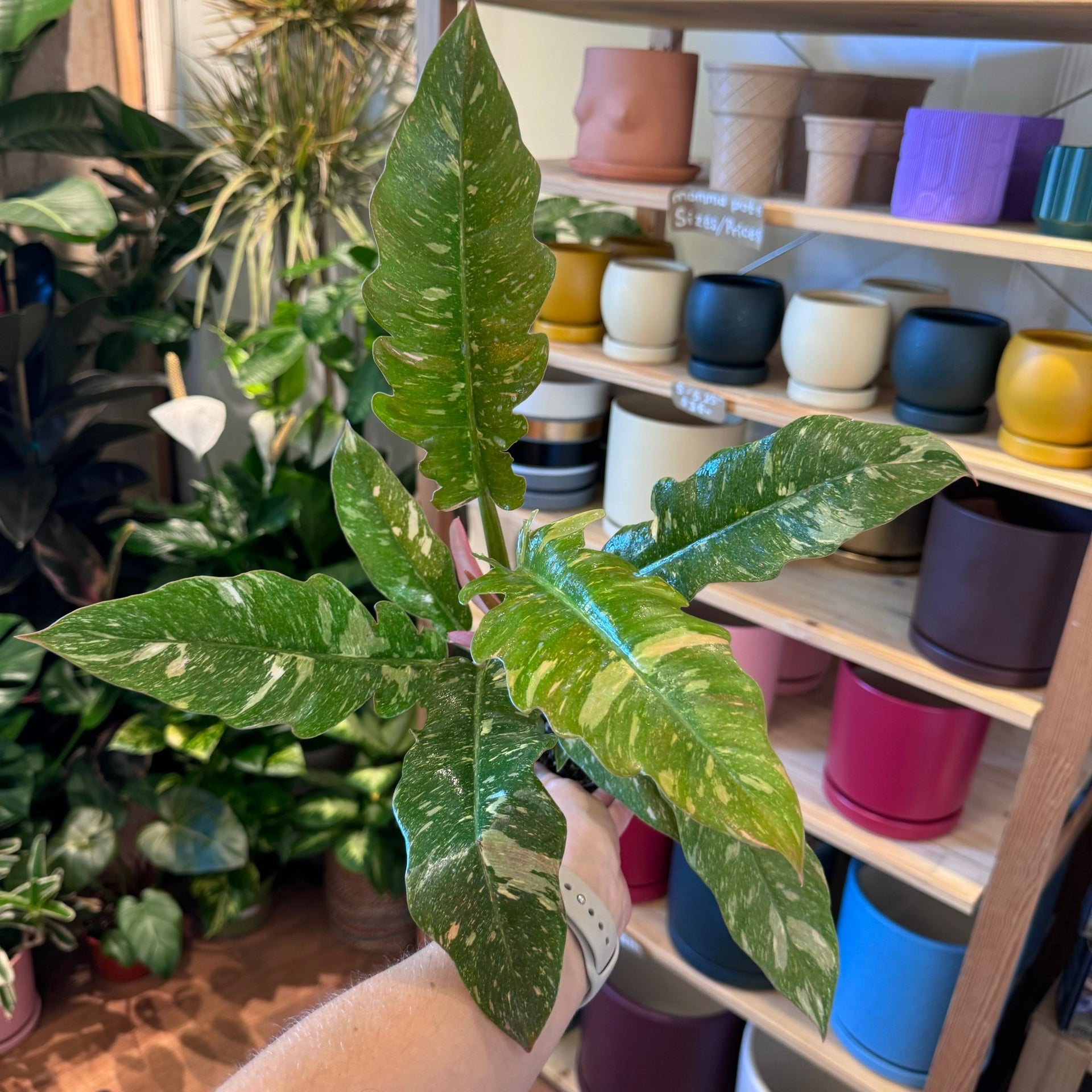philodendron ring of fire size Philodendron 'Ring of Fire' – The Plant Lady SF