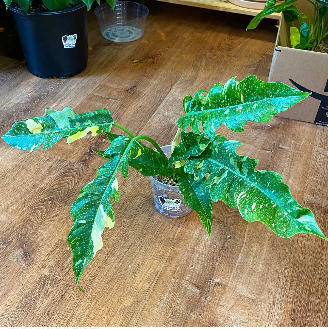 Philodendron 'Ring of Fire' - The Plant Lady SF