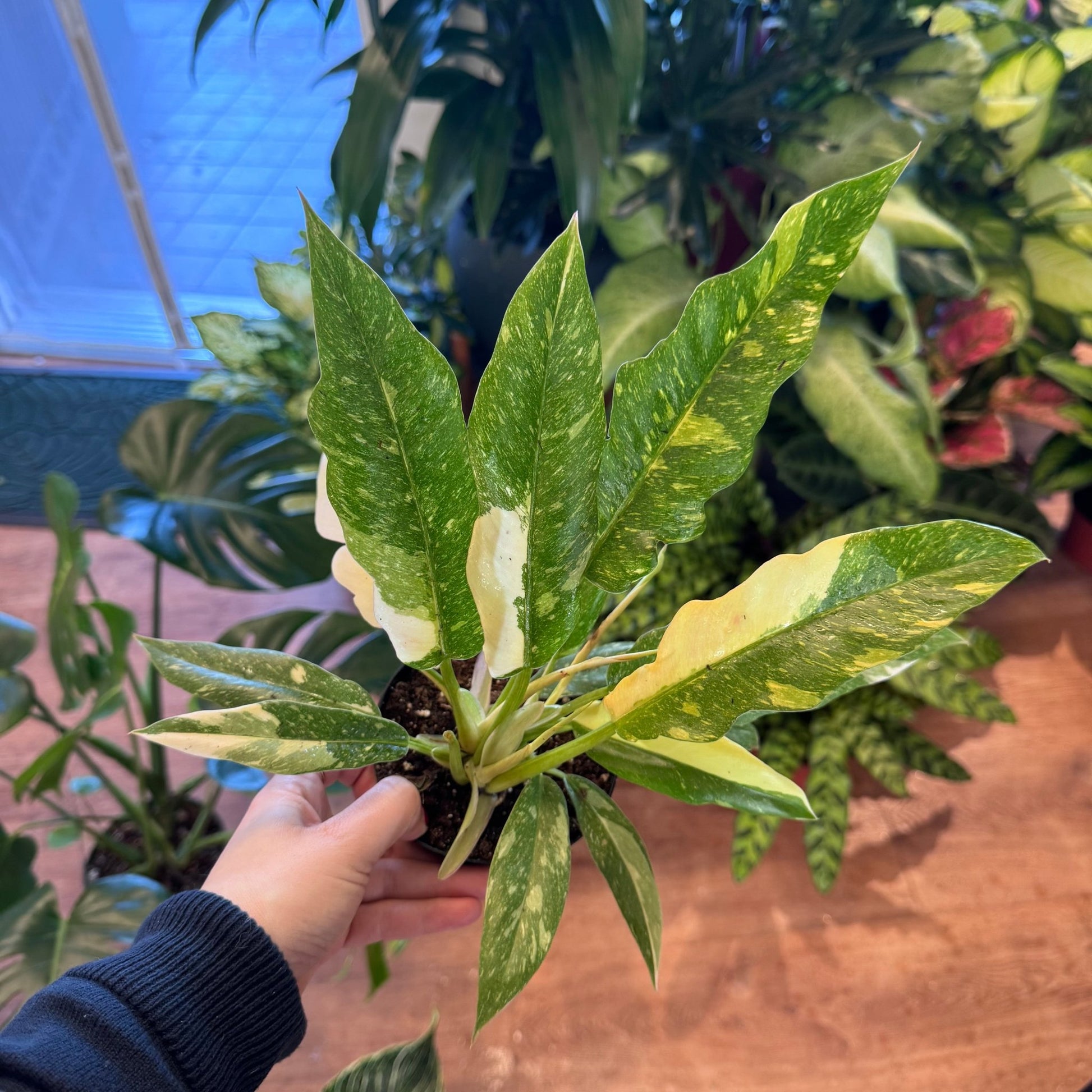 Philodendron 'Ring of Fire' - The Plant Lady SF