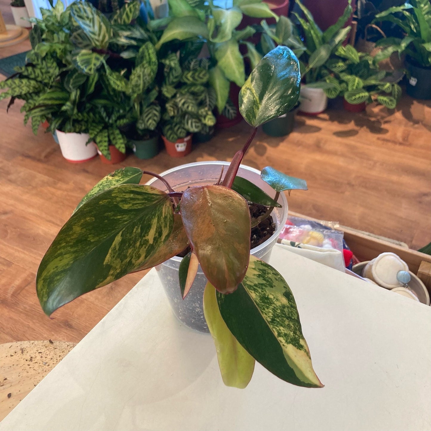 Philodendron 'Strawberry Shake' - The Plant Lady SF