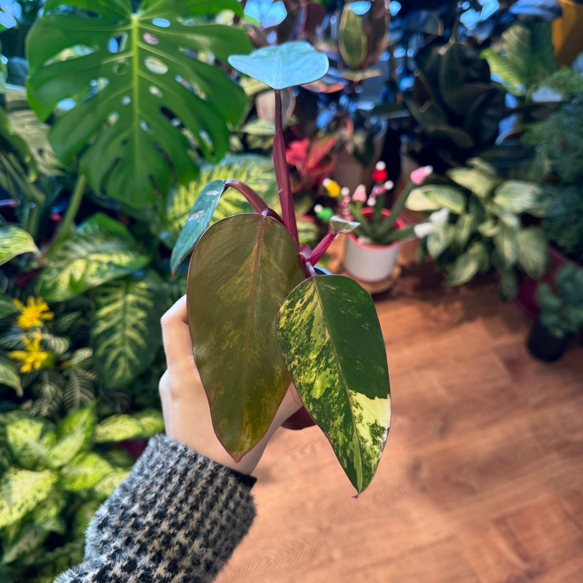 mature strawberry shake philodendron Philodendron 'Strawberry Shake' – The Plant Lady SF