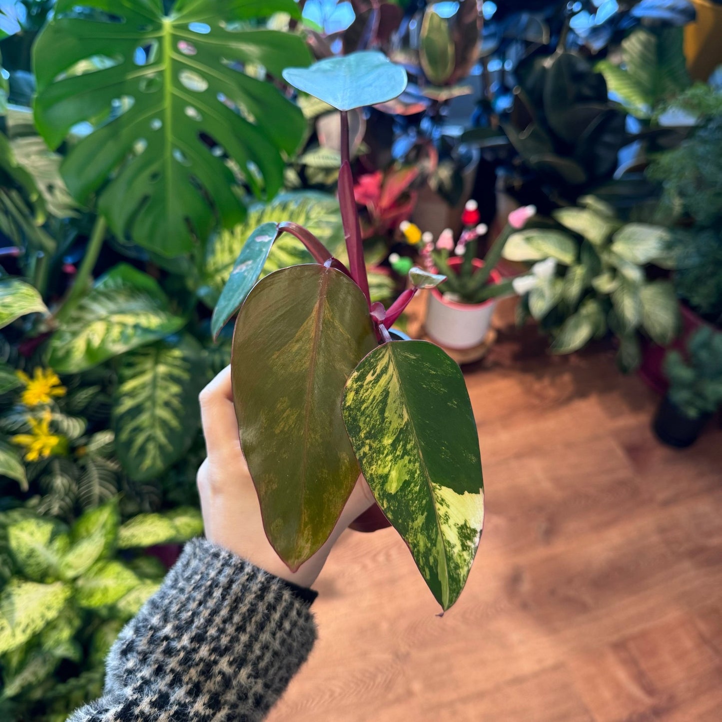 Philodendron 'Strawberry Shake' - The Plant Lady SF