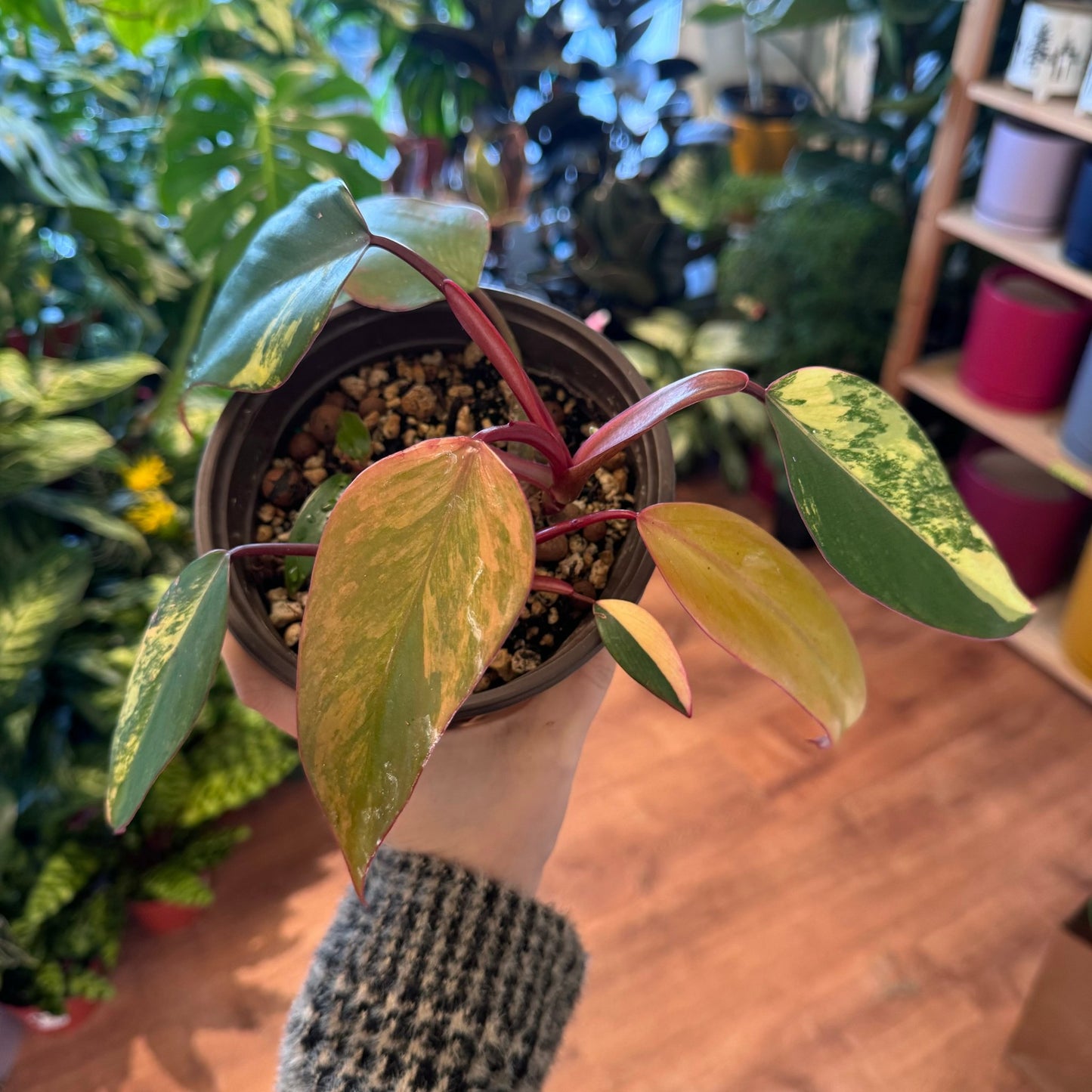 strawberry shake philodendron reverted Philodendron 'Strawberry Shake' – The Plant Lady SF