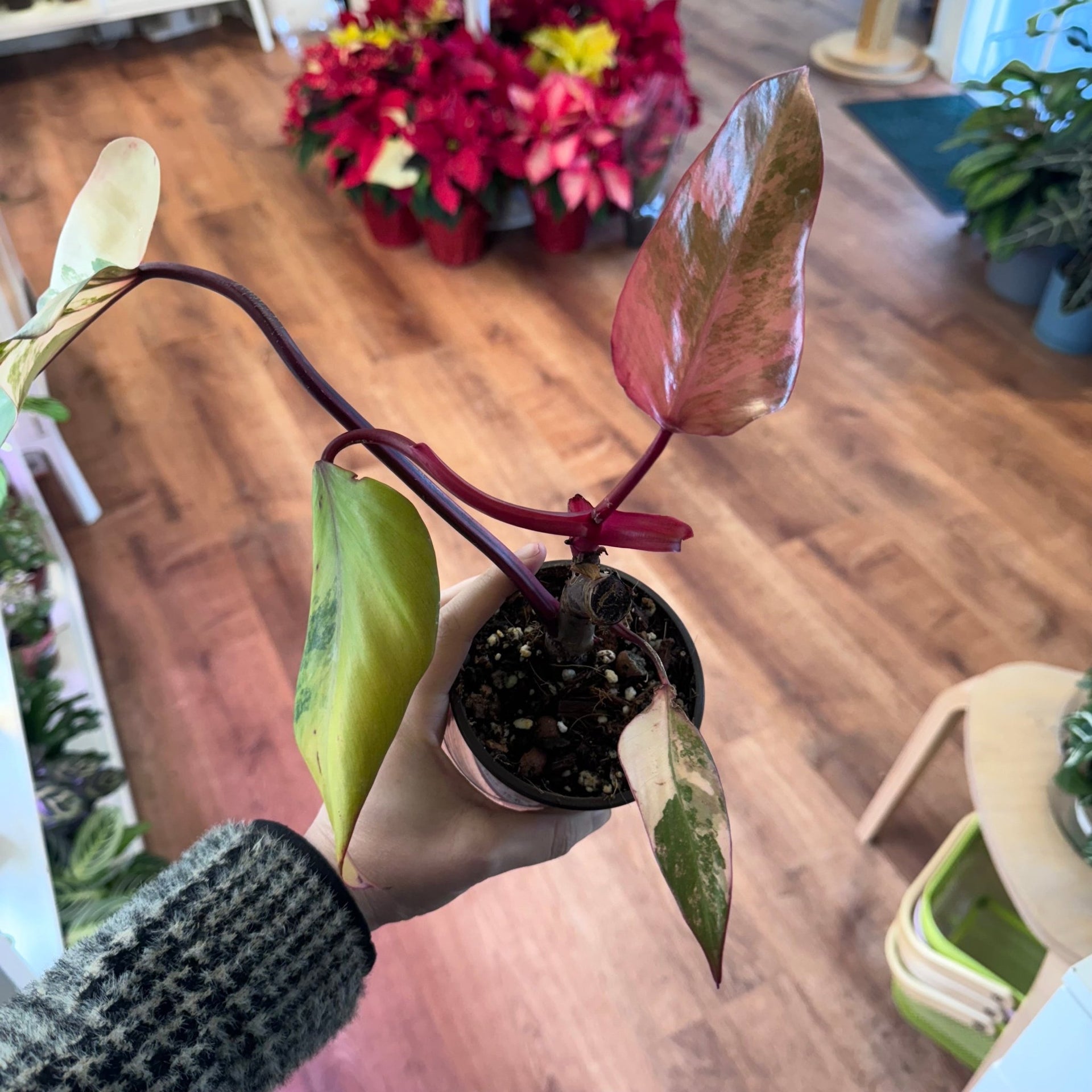 Philodendron 'Strawberry Shake' - 4