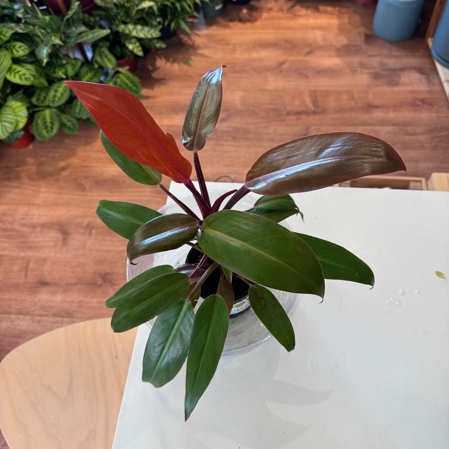 Philodendron ‘Sun Red’ - The Plant Lady SF