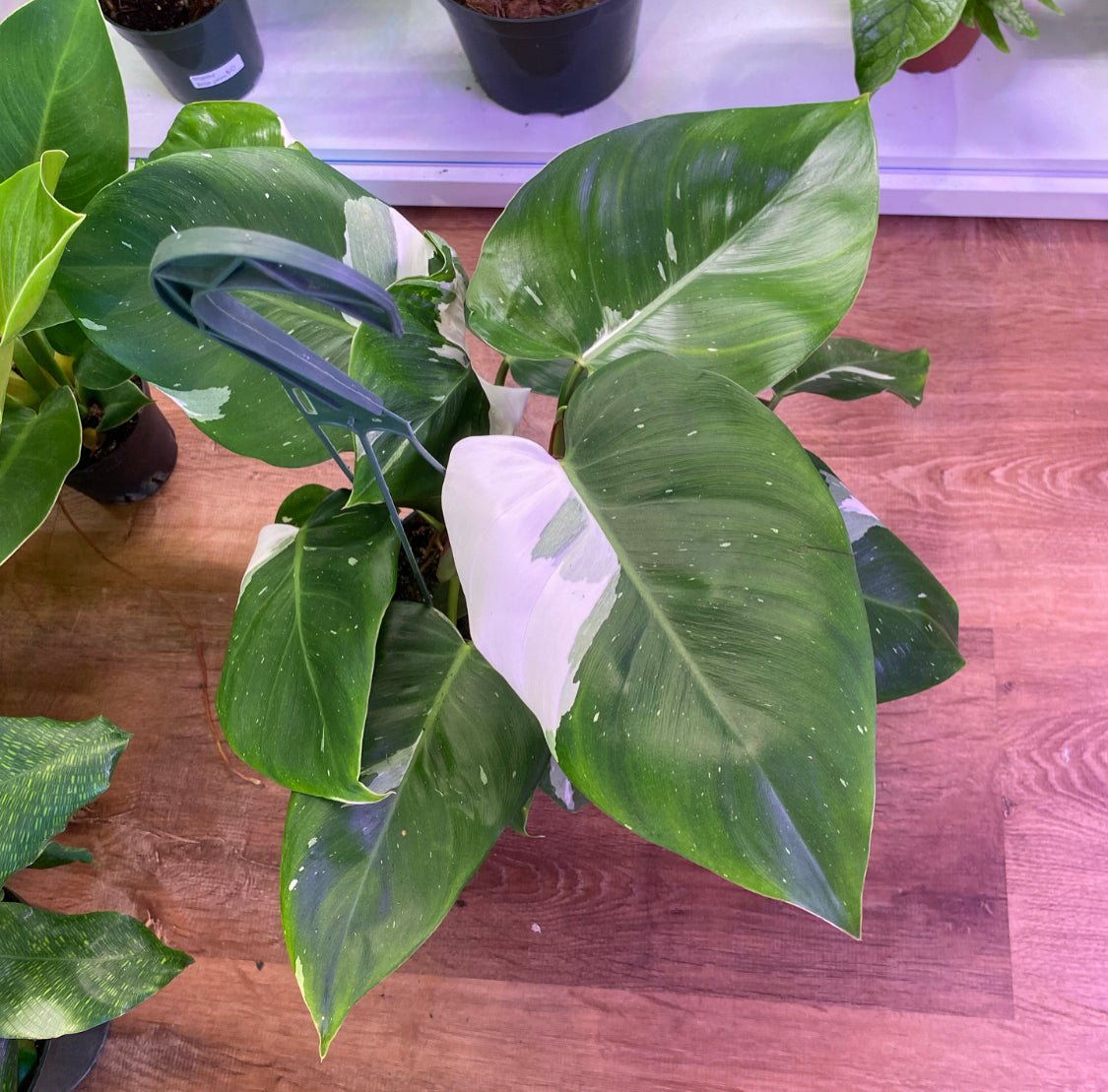 Philodendron 'White Princess' - The Plant Lady SF