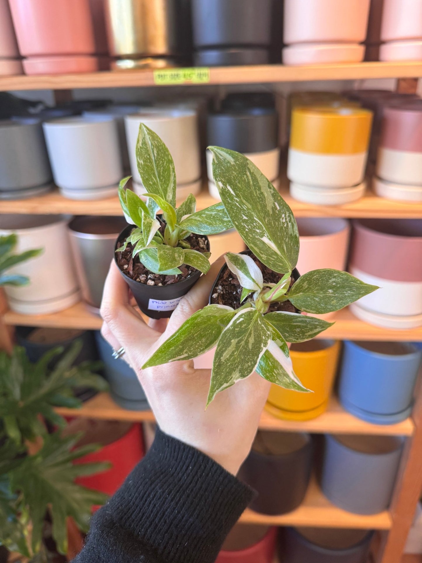 Philodendron 'White Princess' - The Plant Lady SF