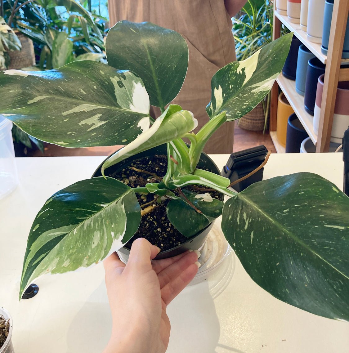 white wizard moss pole Philodendron 'White Wizard' – The Plant Lady SF