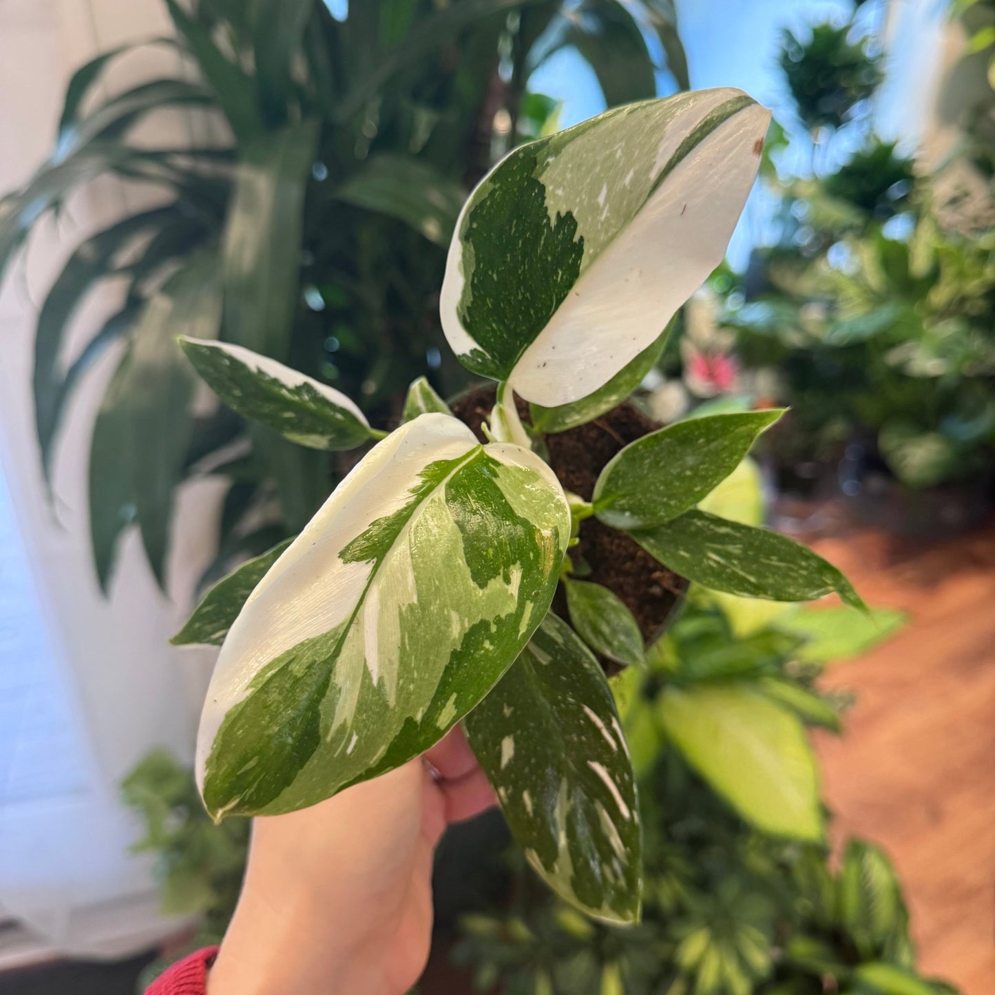 Philodendron 'White Wizard' - The Plant Lady SF