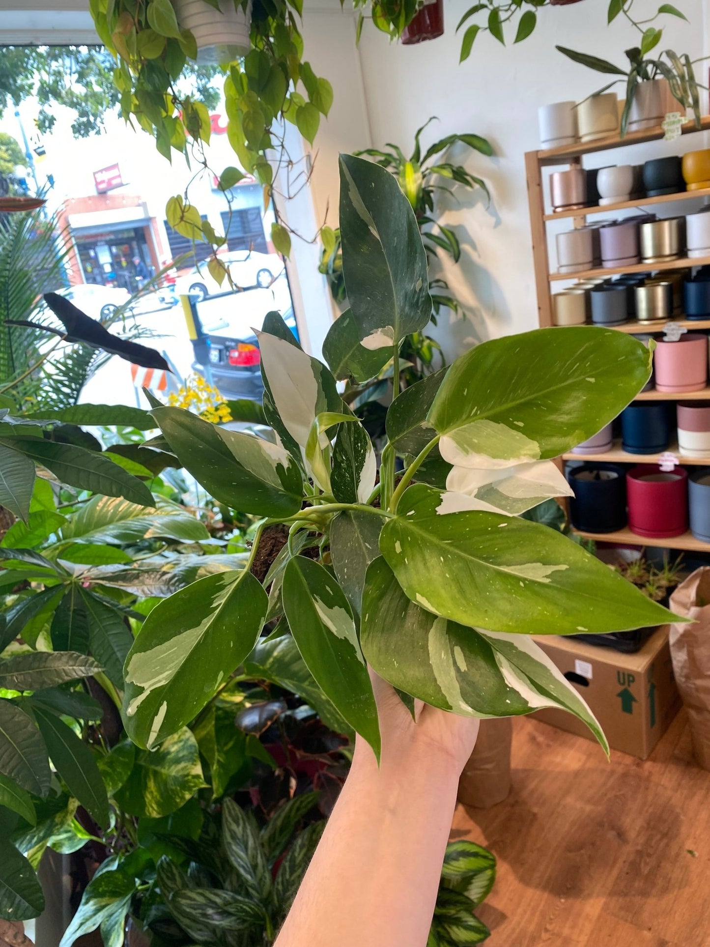 Philodendron 'White Wizard' - The Plant Lady SF
