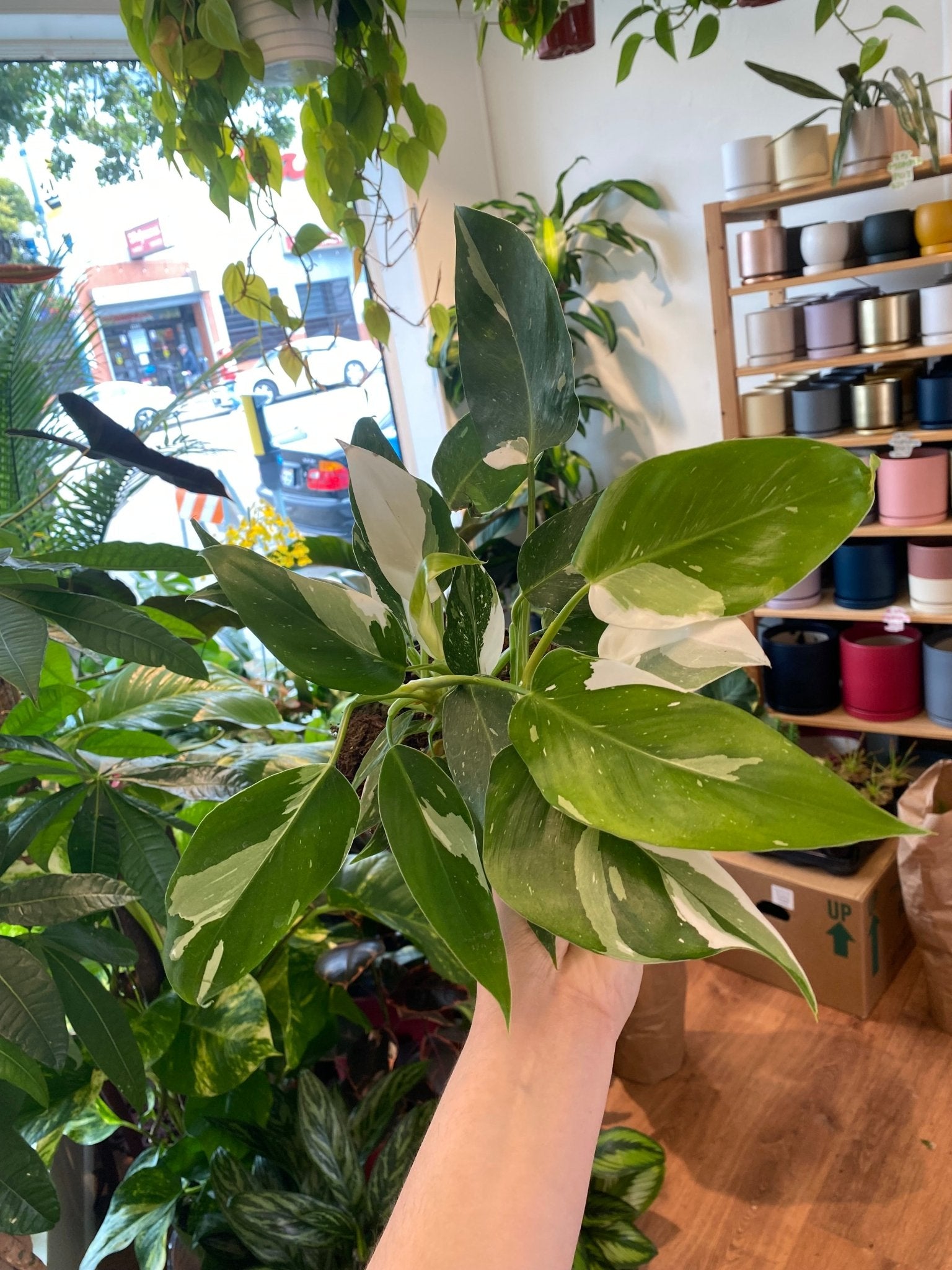 philodendron white wizard ebay Philodendron 'White Wizard' – The Plant Lady SF