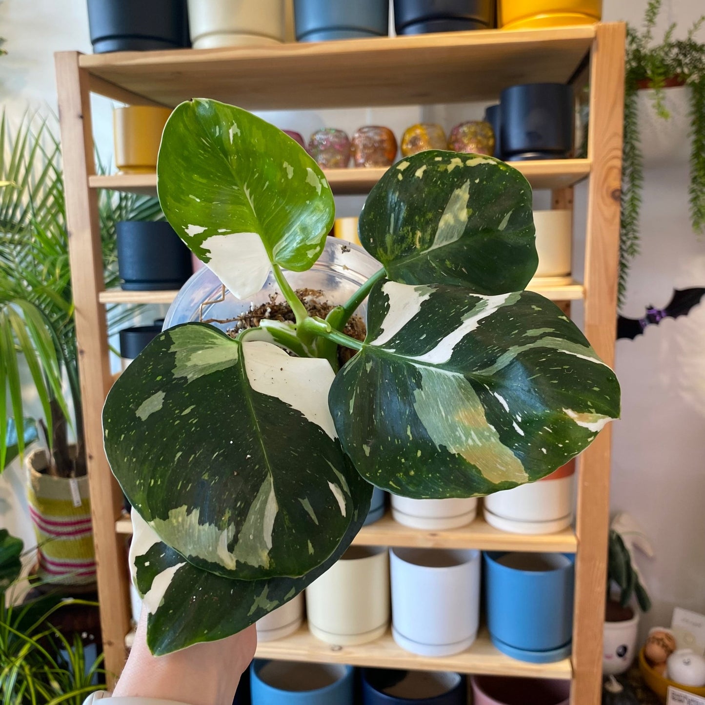 Philodendron 'White Wizard' - The Plant Lady SF