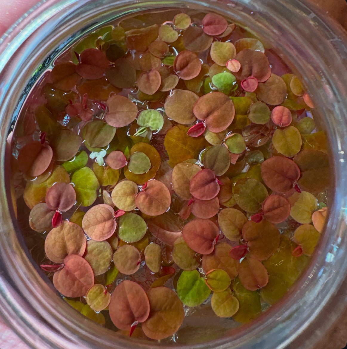 Phyllanthus fluitans (Red Root Floater) - Aquarium Plant - The Plant Lady SF