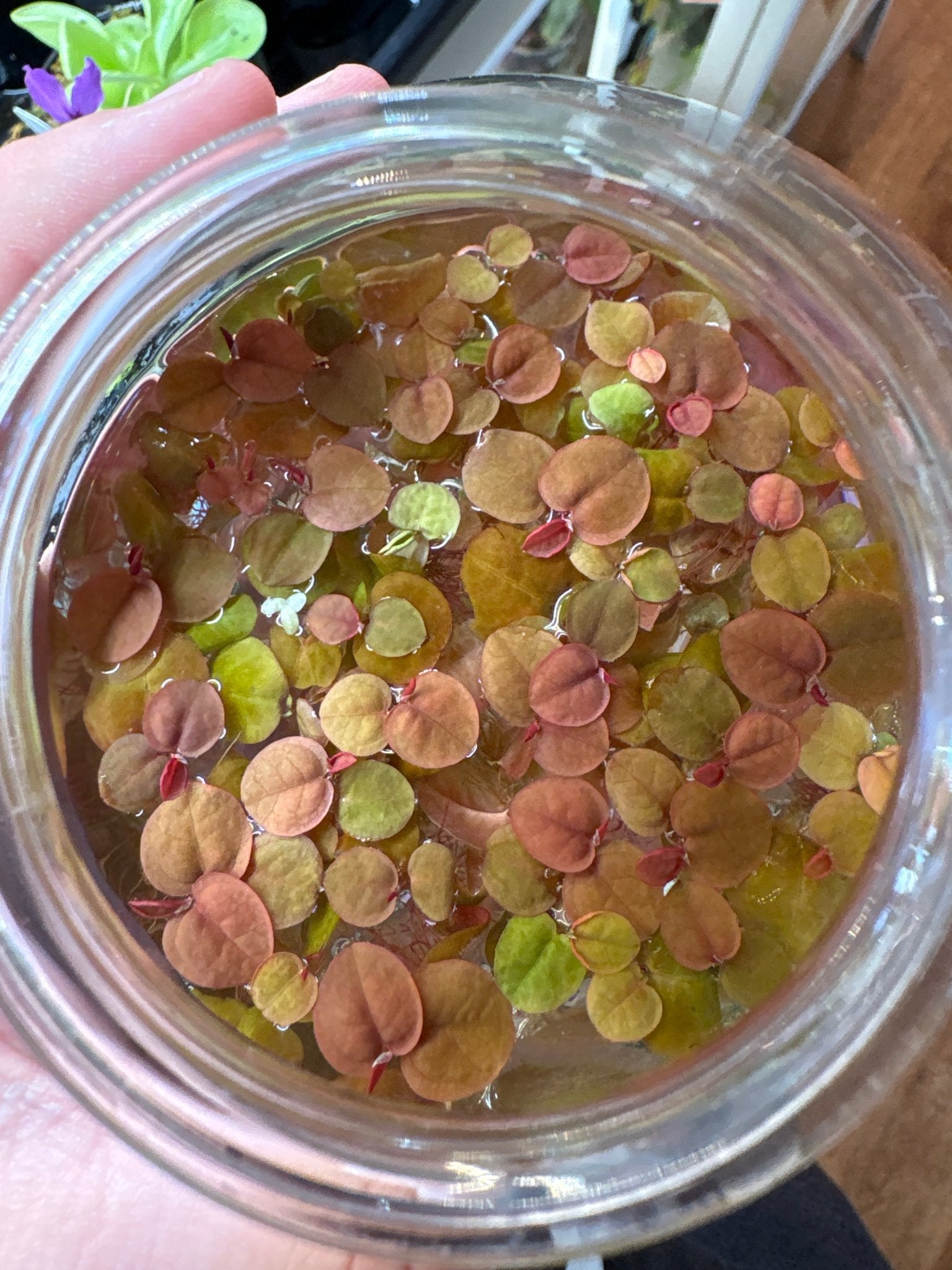 Phyllanthus fluitans (Red Root Floater) - Aquarium Plant - The Plant Lady SF