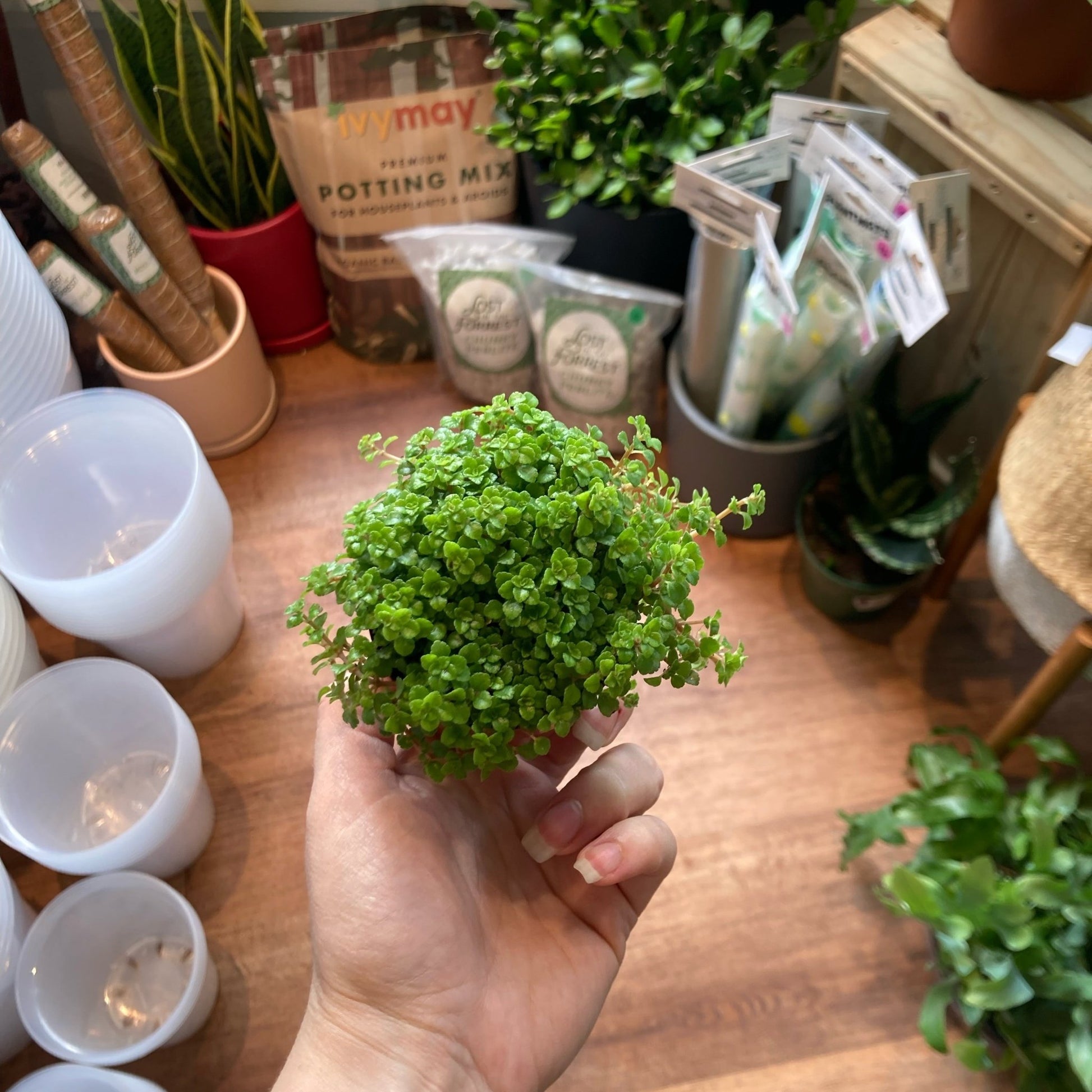 pilea indoor plant Pilea depressa 'Sao Paulo' – The Plant Lady SF