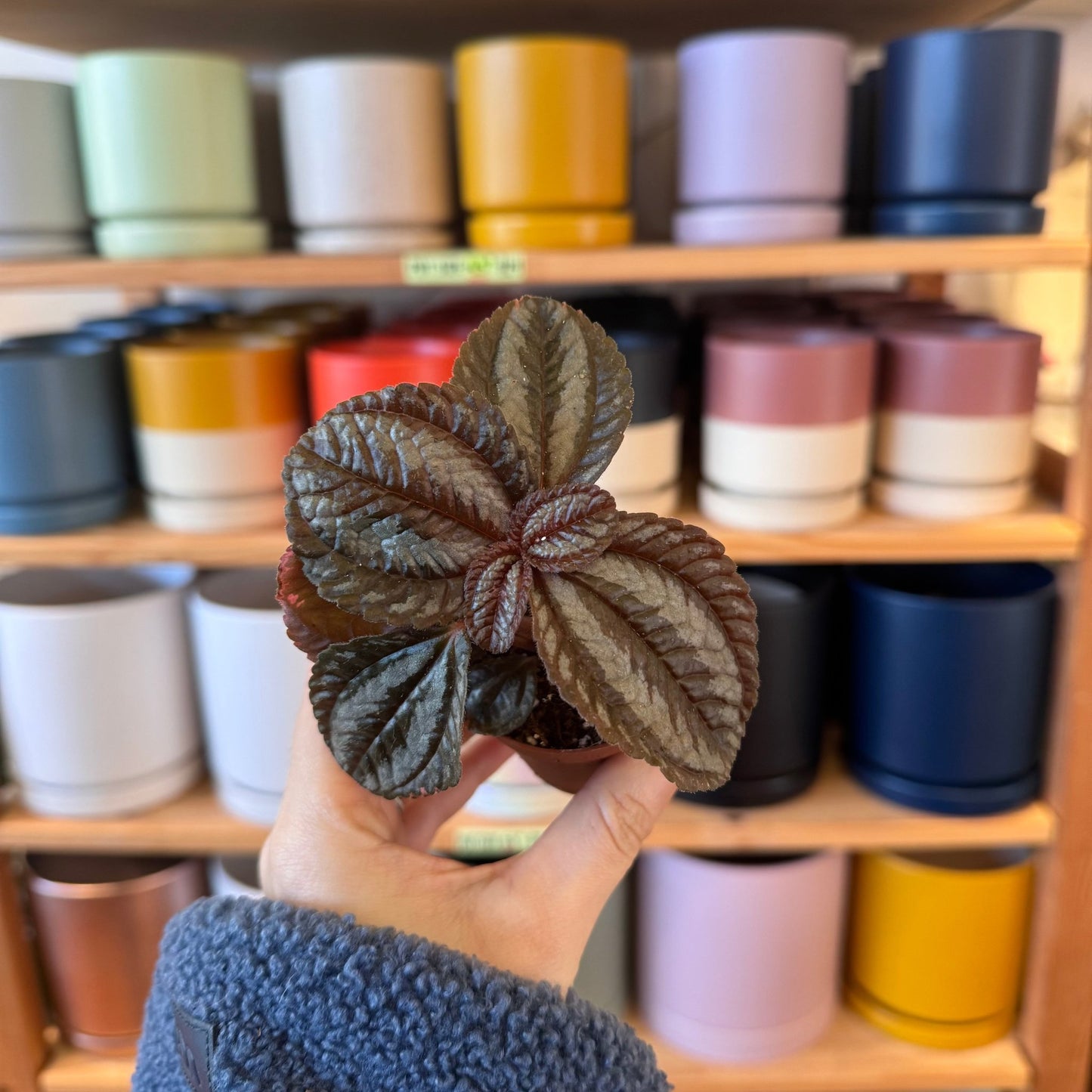 Pilea "Pan Am" - The Plant Lady SF