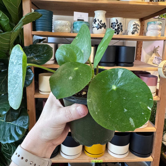 Pilea peperomiodes 'White Splash' - The Plant Lady SF