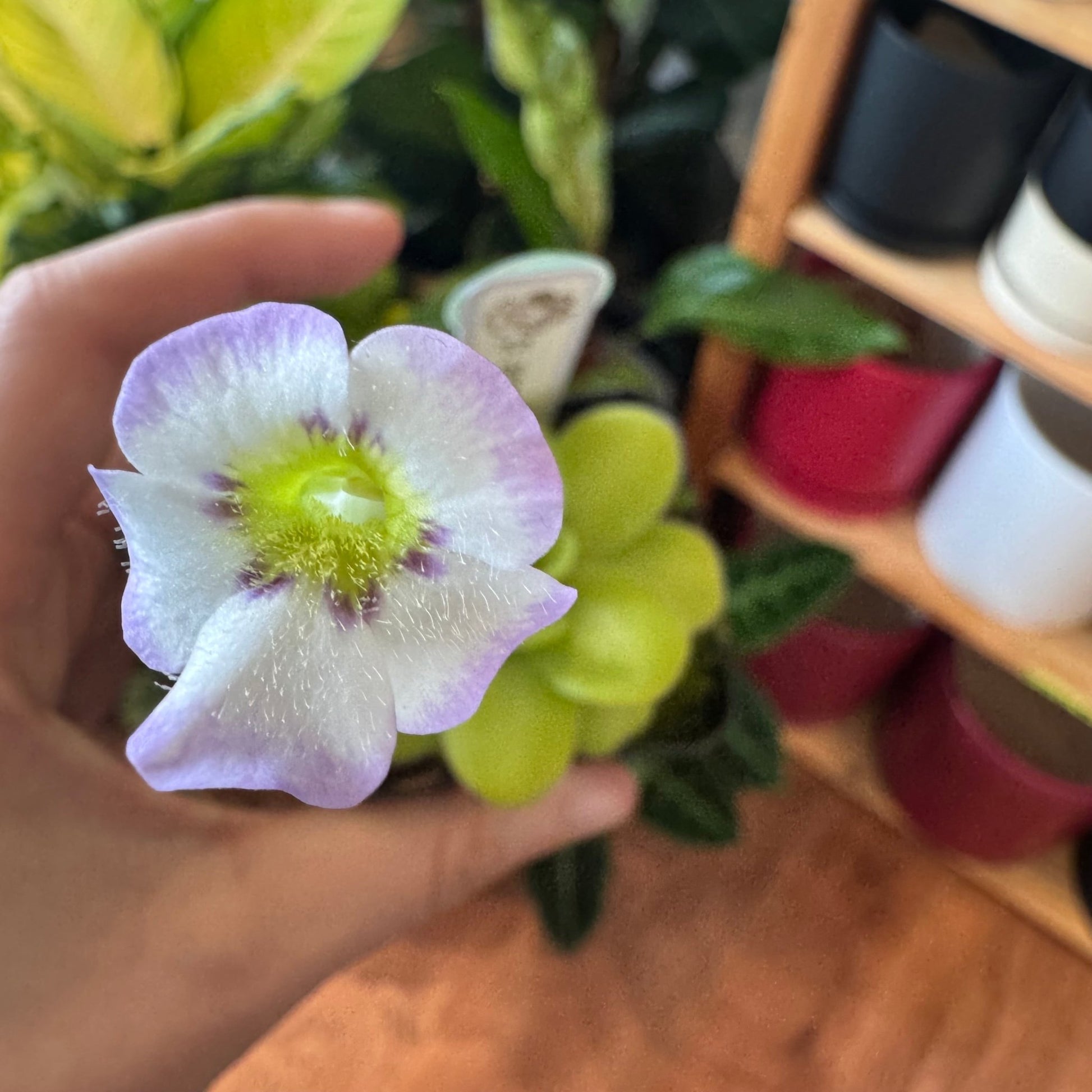 Pinguicula agnata - The Plant Lady SF