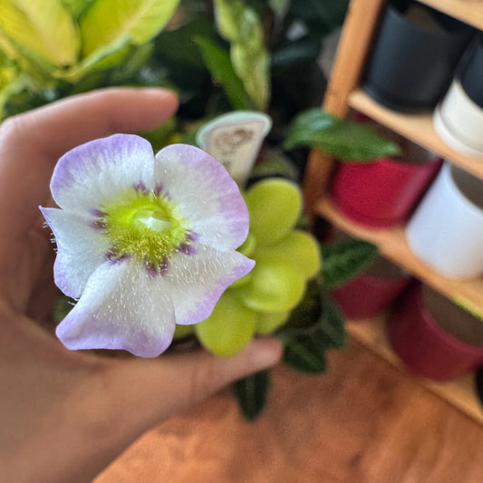 Pinguicula agnata - The Plant Lady SF