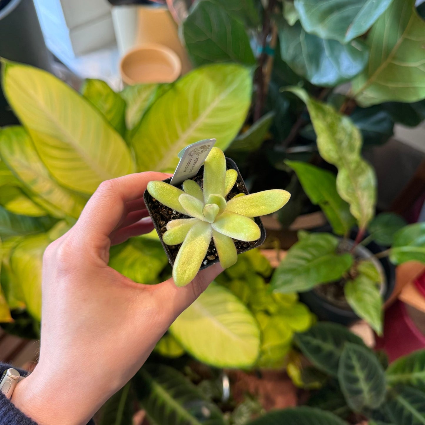 Pinguicula agnata ‘el lobo’ x moctezumae - The Plant Lady SF