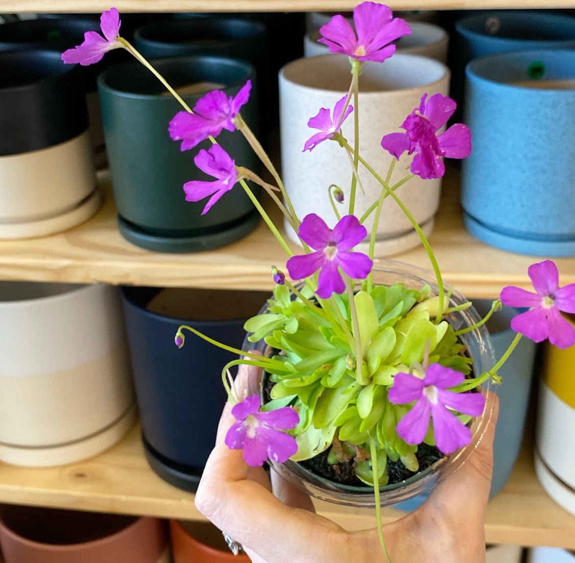 Pinguicula - Assorted, Blooming - The Plant Lady SF
