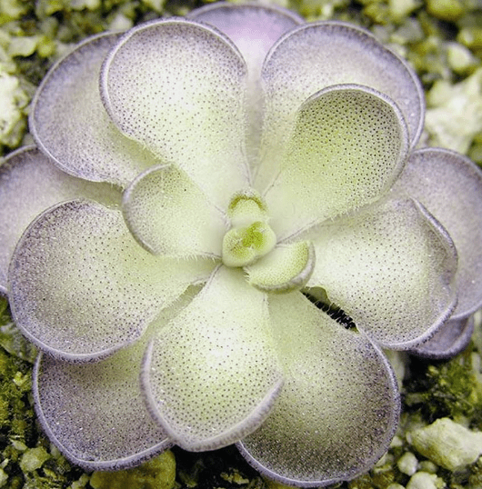 Pinguicula cyclosecta - The Plant Lady SF
