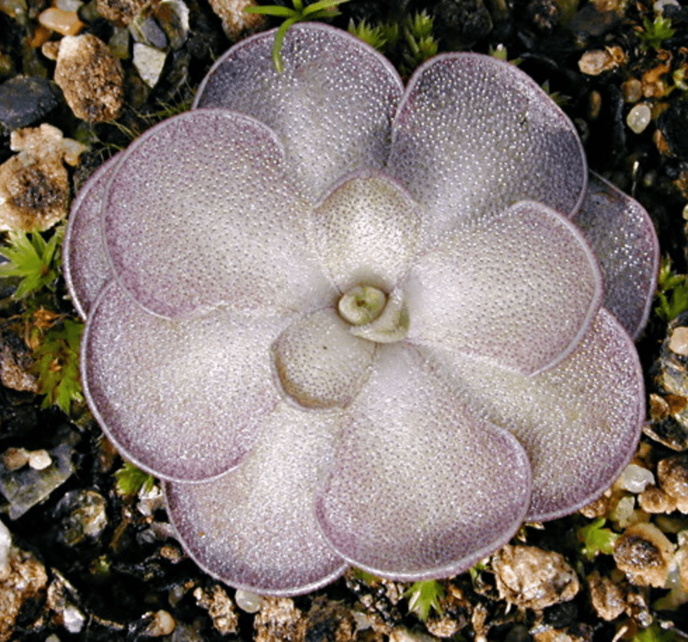 Pinguicula cyclosecta - The Plant Lady SF
