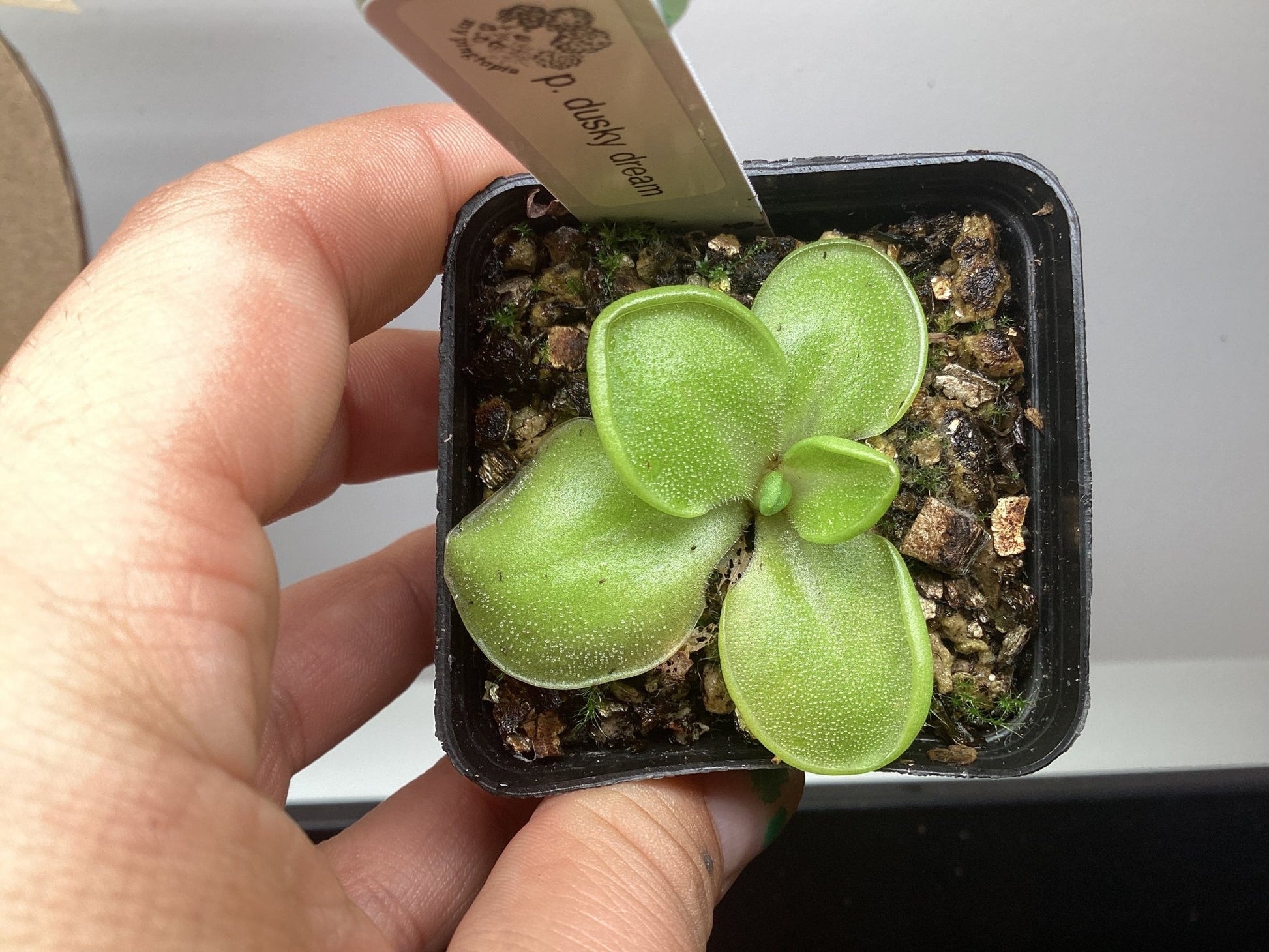 Pinguicula dusky dream - The Plant Lady SF