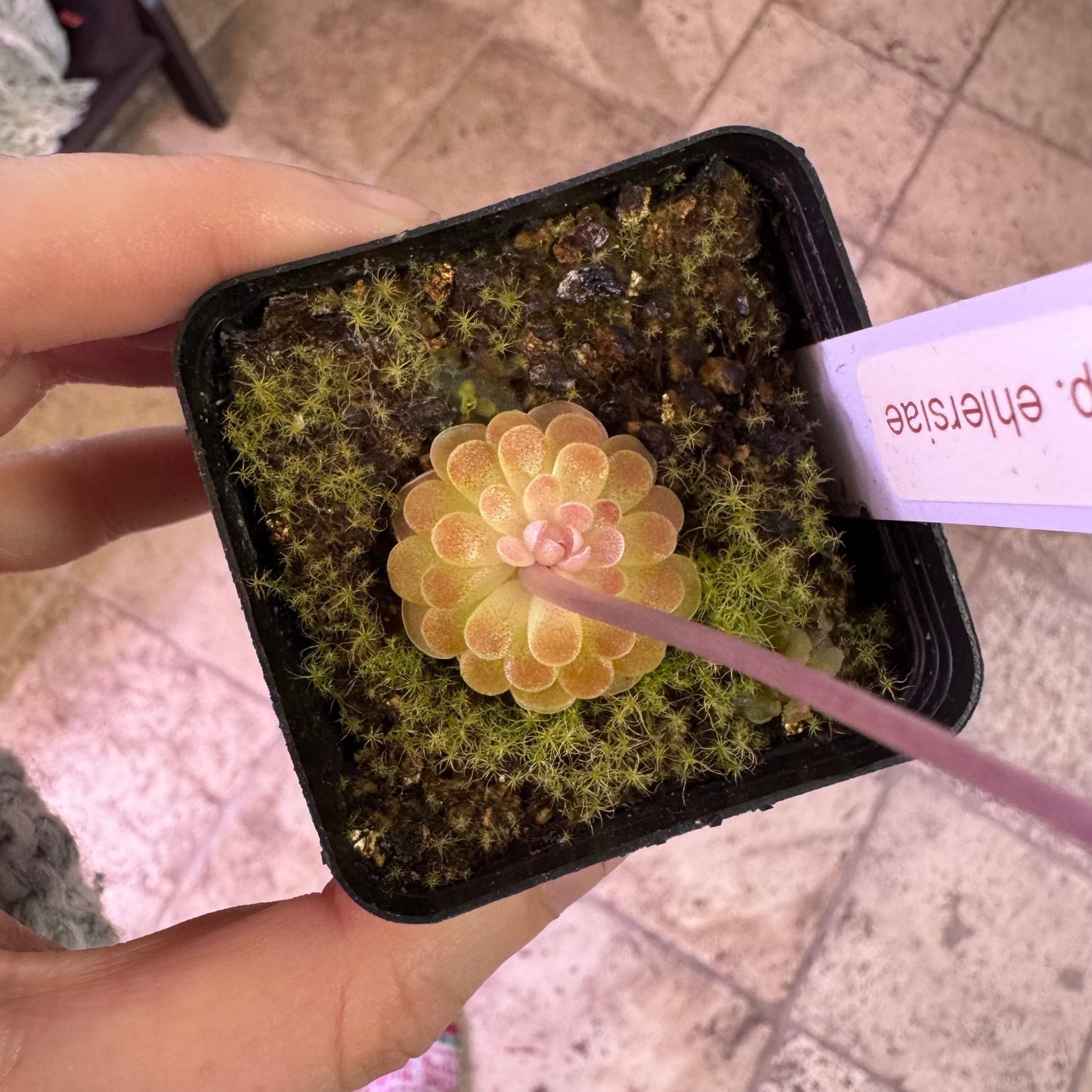 Pinguicula ehlersiae 'Victoria' - The Plant Lady SF
