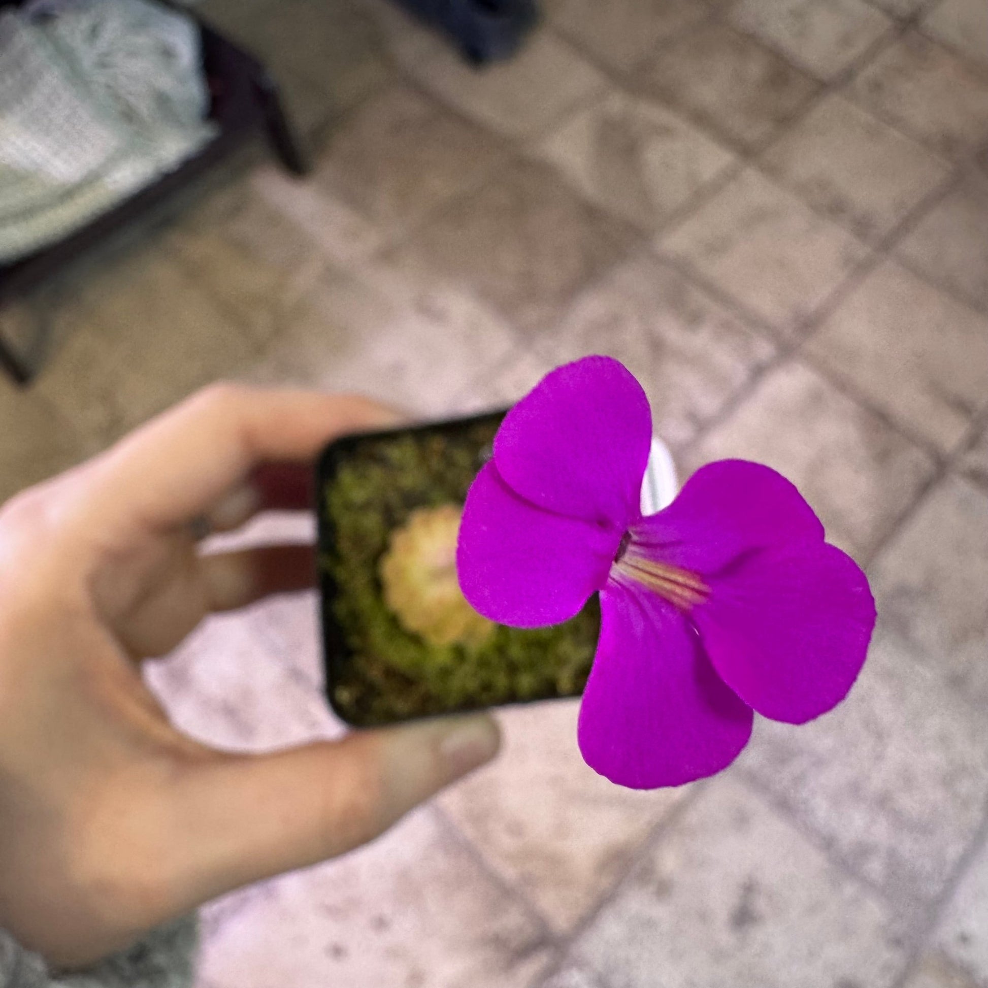 Pinguicula ehlersiae 'Victoria' - The Plant Lady SF