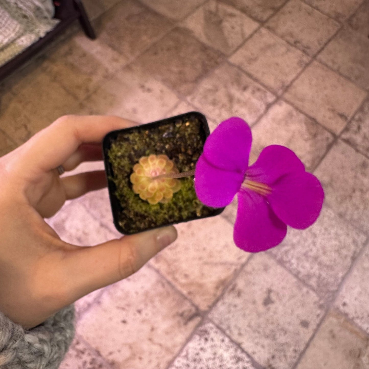 Pinguicula ehlersiae 'Victoria' - The Plant Lady SF