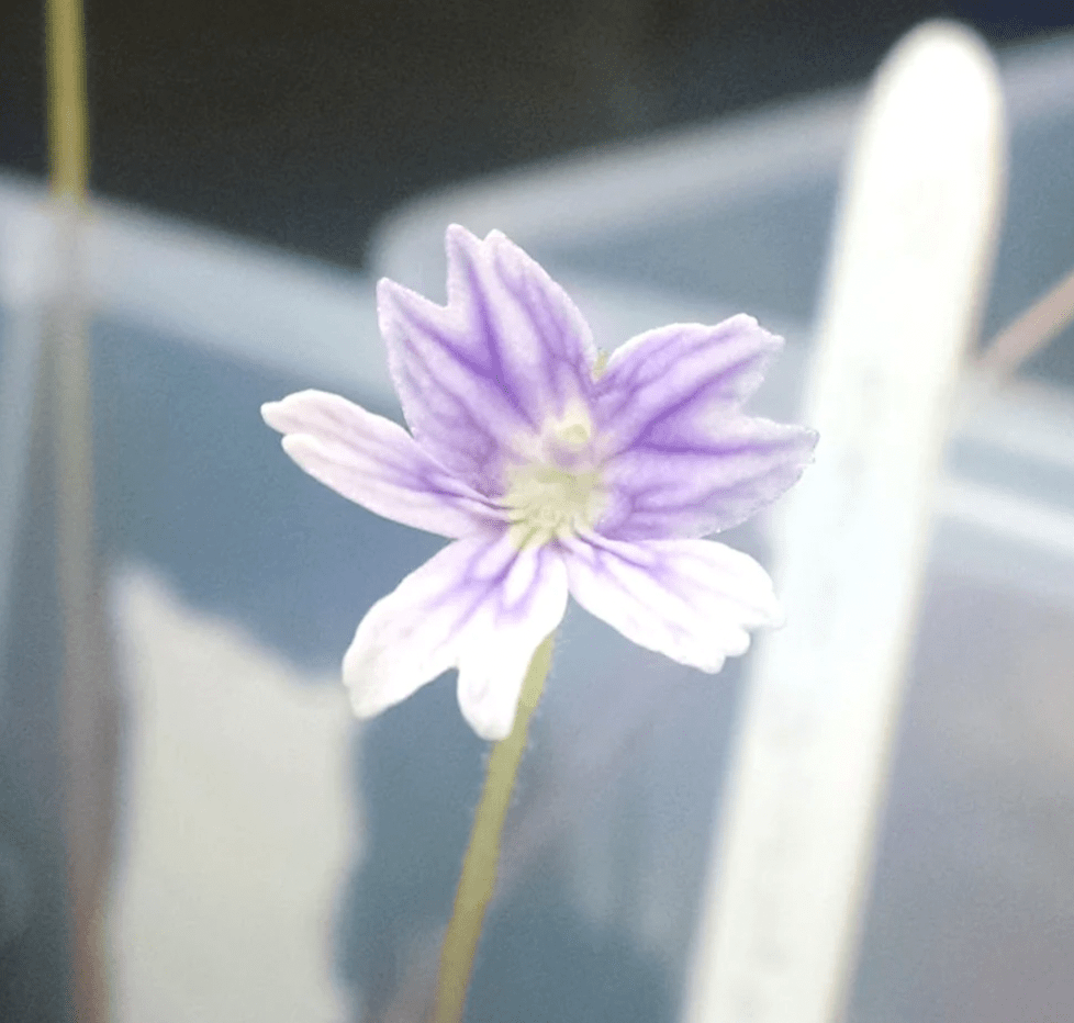 Pinguicula emarginata - The Plant Lady SF