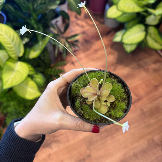 Pinguicula emarginata - The Plant Lady SF