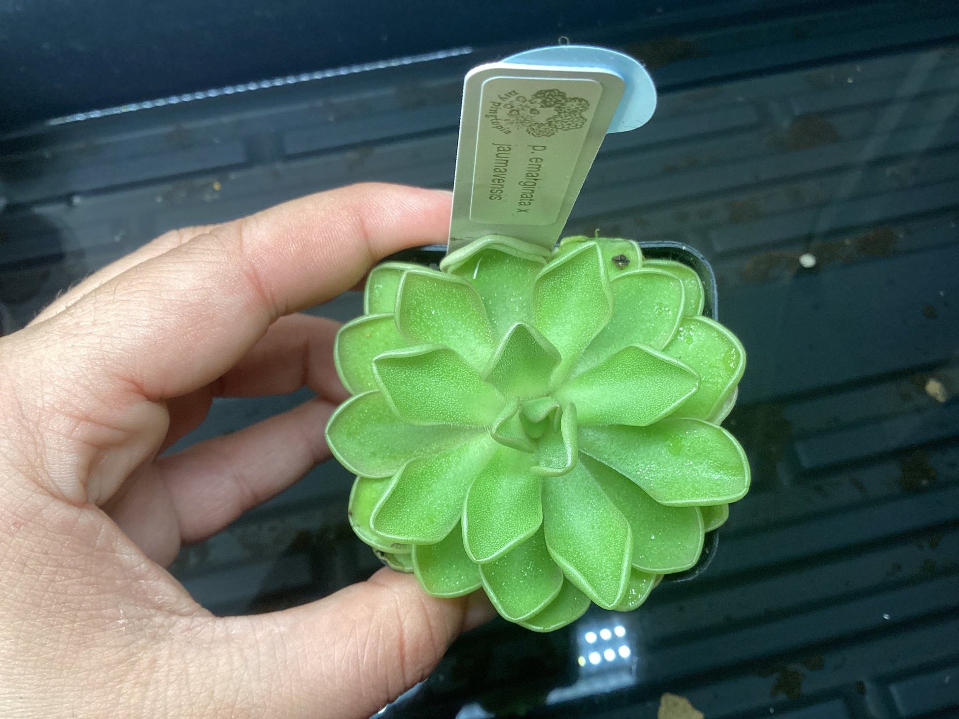 Pinguicula emarginata x jaumavensis - The Plant Lady SF