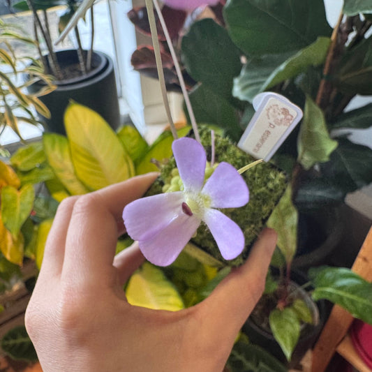 Pinguicula esseriana - The Plant Lady SF