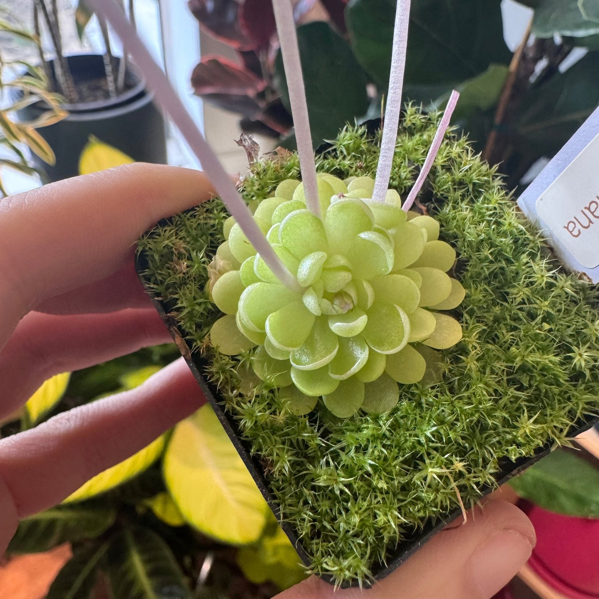pinguicula succulent phase Pinguicula esseriana – The Plant Lady SF
