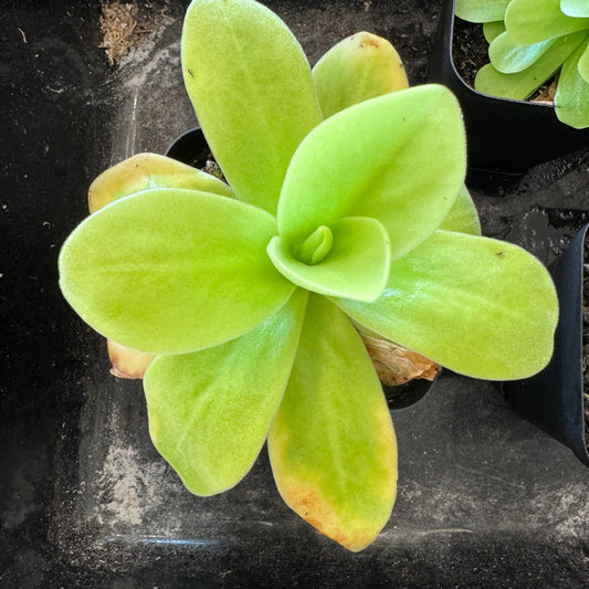 Pinguicula gigantea - The Plant Lady SF
