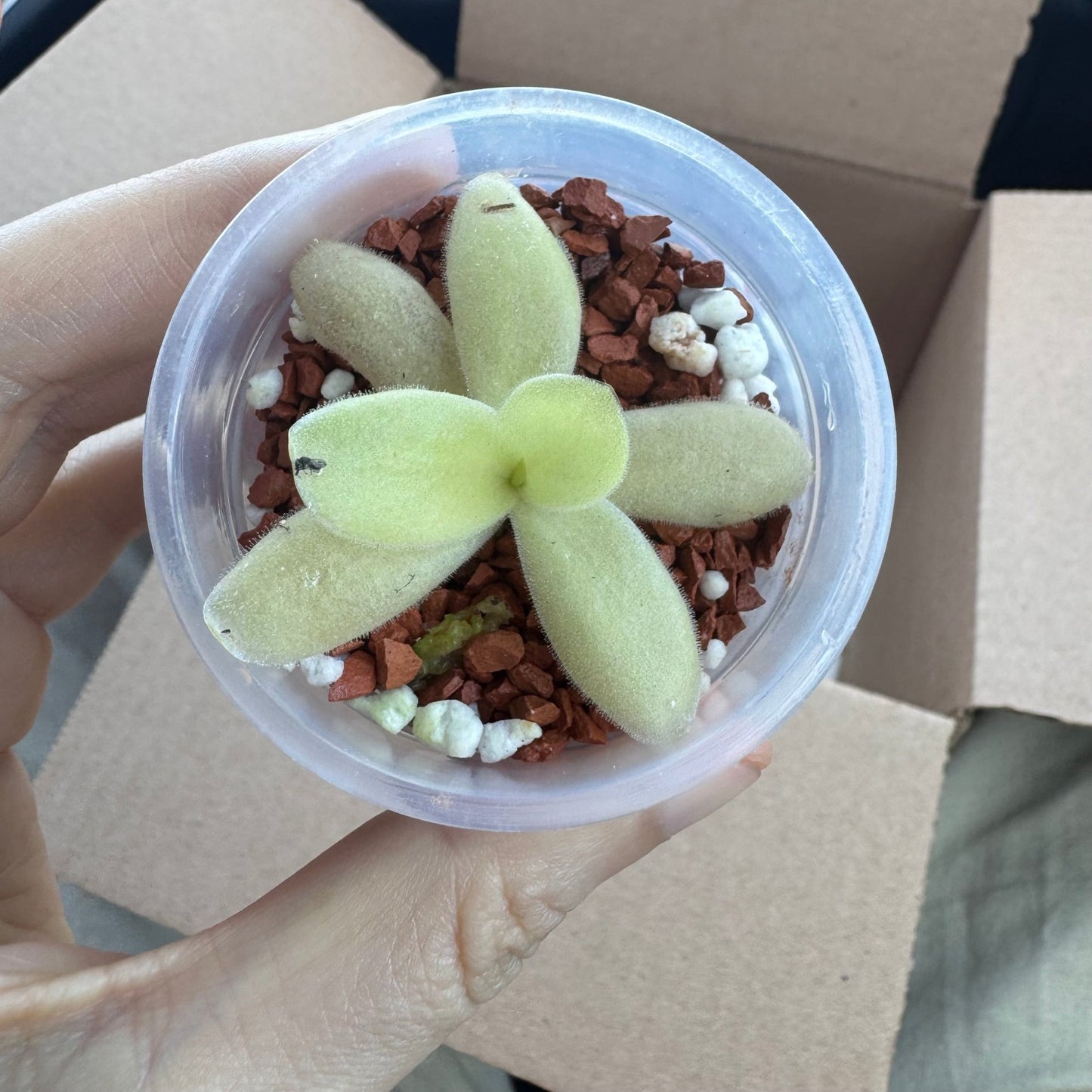 Pinguicula gigantea (Red Form) - The Plant Lady SF