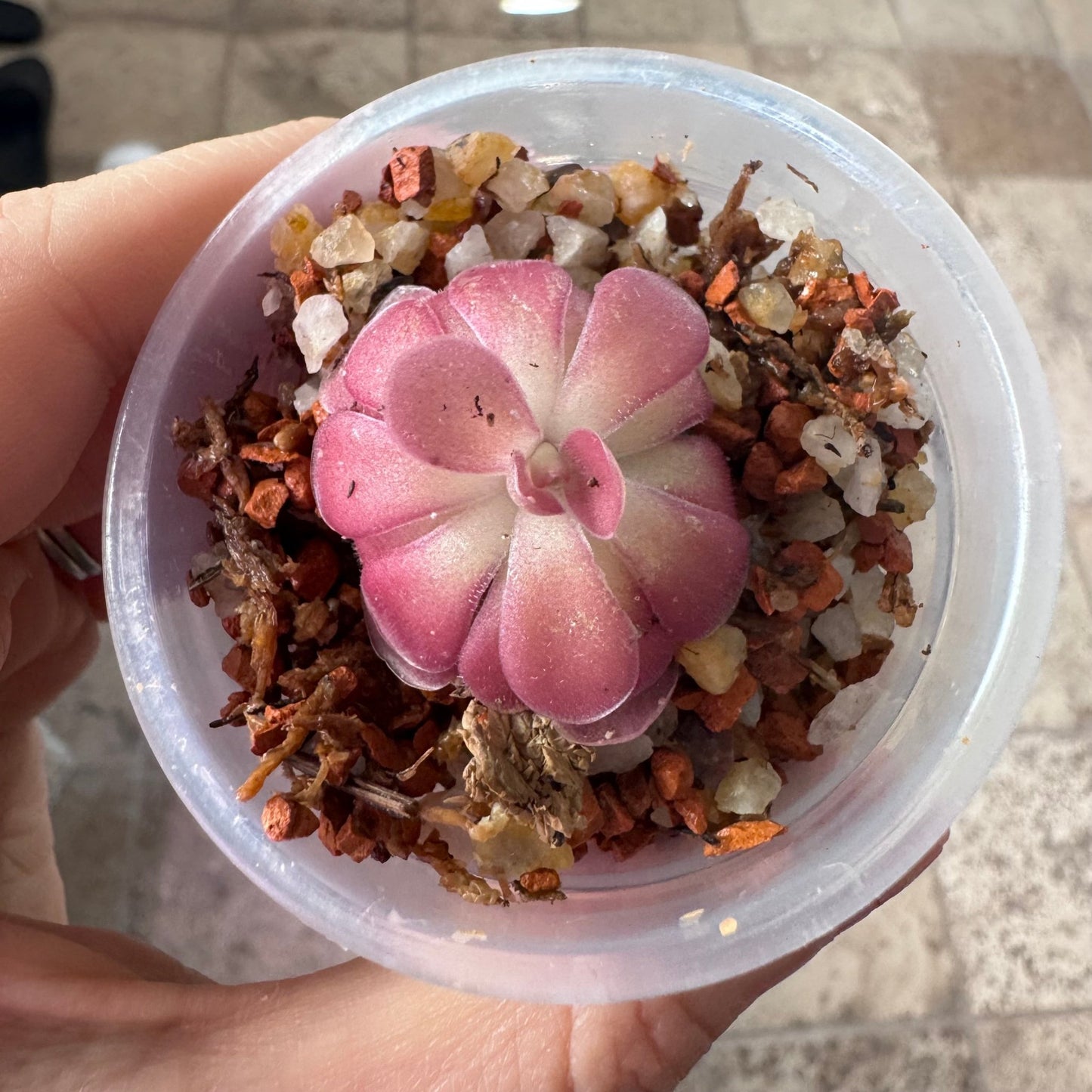Pinguicula 'Johanna' - The Plant Lady SF
