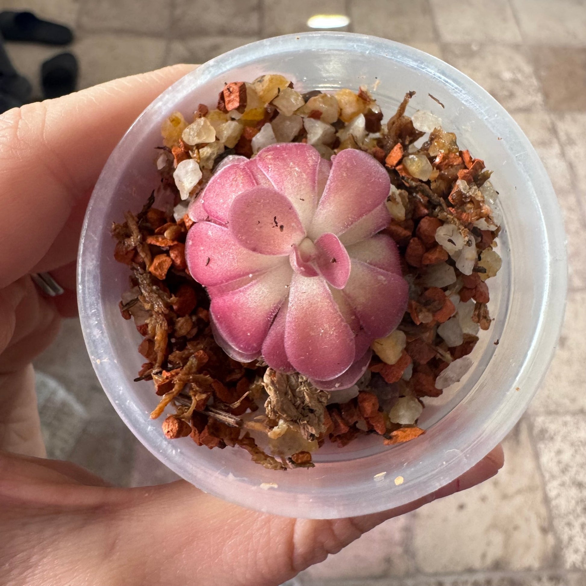 Pinguicula 'Johanna' - The Plant Lady SF