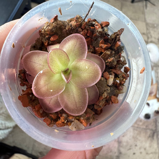 Pinguicula laueana - The Plant Lady SF
